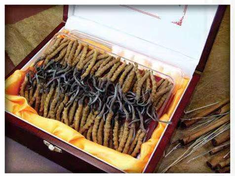 遂溪冬虫夏草回收